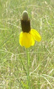 yellow cone flower