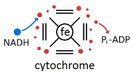 Cytochrome Electrons
