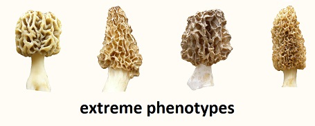 four phenotypes
