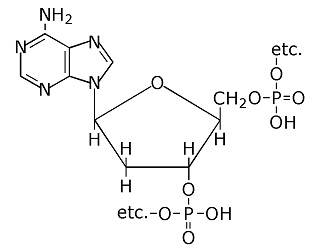 adenosine