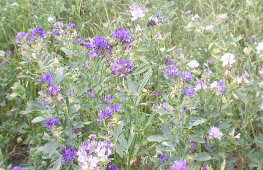Alfalfa Field