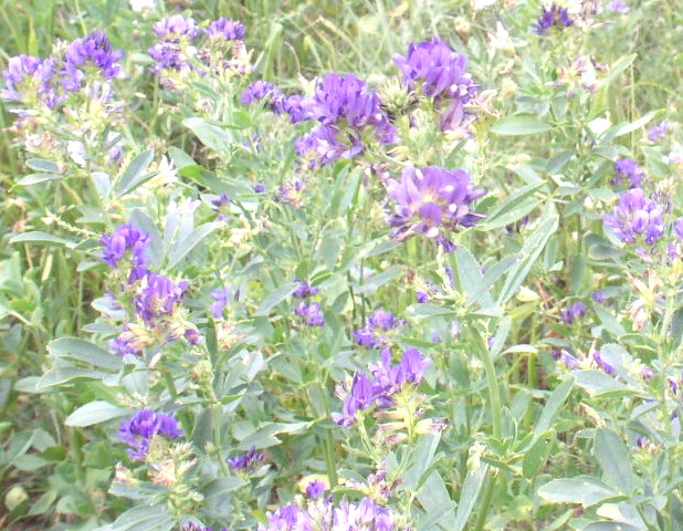 alfalfa enlarged