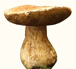 Boletus edulis