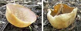Two Cup Fungi
