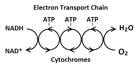 Electron Transport Chain