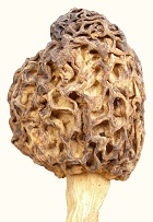 indented morel