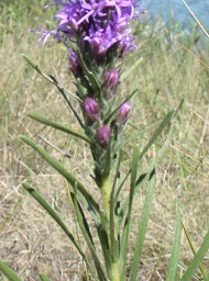 Liatris Leaves