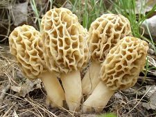 slanted morels