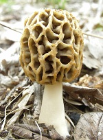 Morel Mushroom