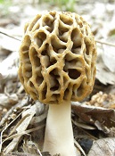 Morel Mushroom