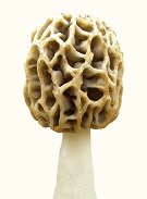 morel mushroom