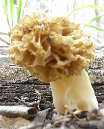 Weird Morel