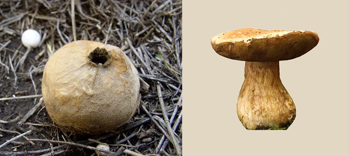 Puffball and Bolete