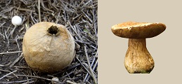 Puffball and Bolete