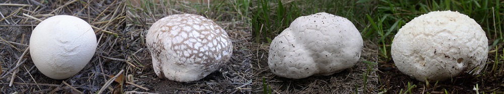 PuffBall Phenotypes