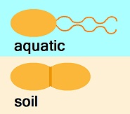 Pseudomonas fluorescens