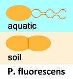 Pseudomonas fluorescens