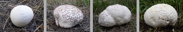puffball phenotypes