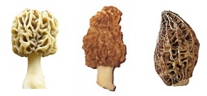 Three Morel Genotypes
