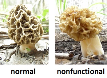 Weird Morel